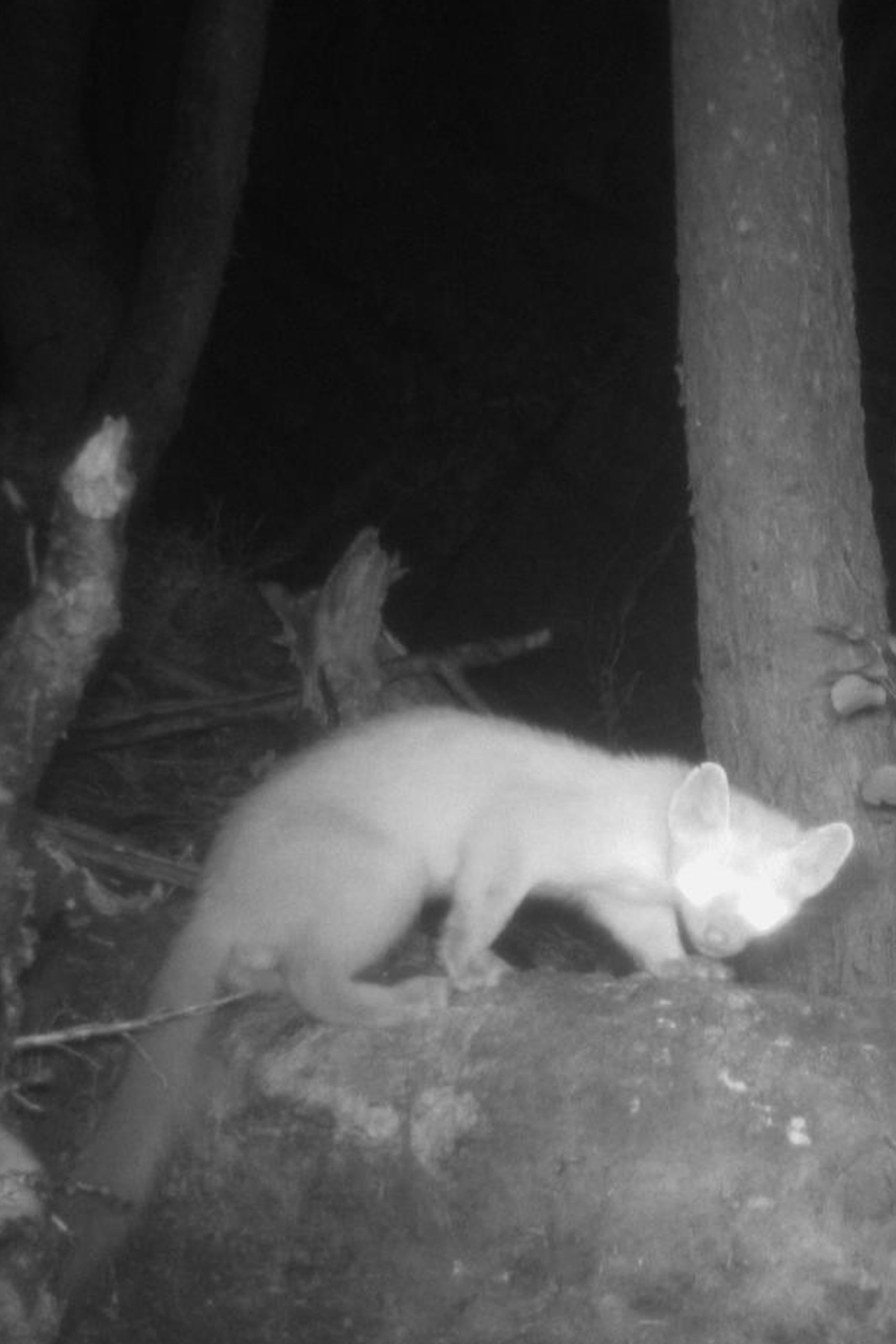 Night photo of a marten taken by the trap camera. 